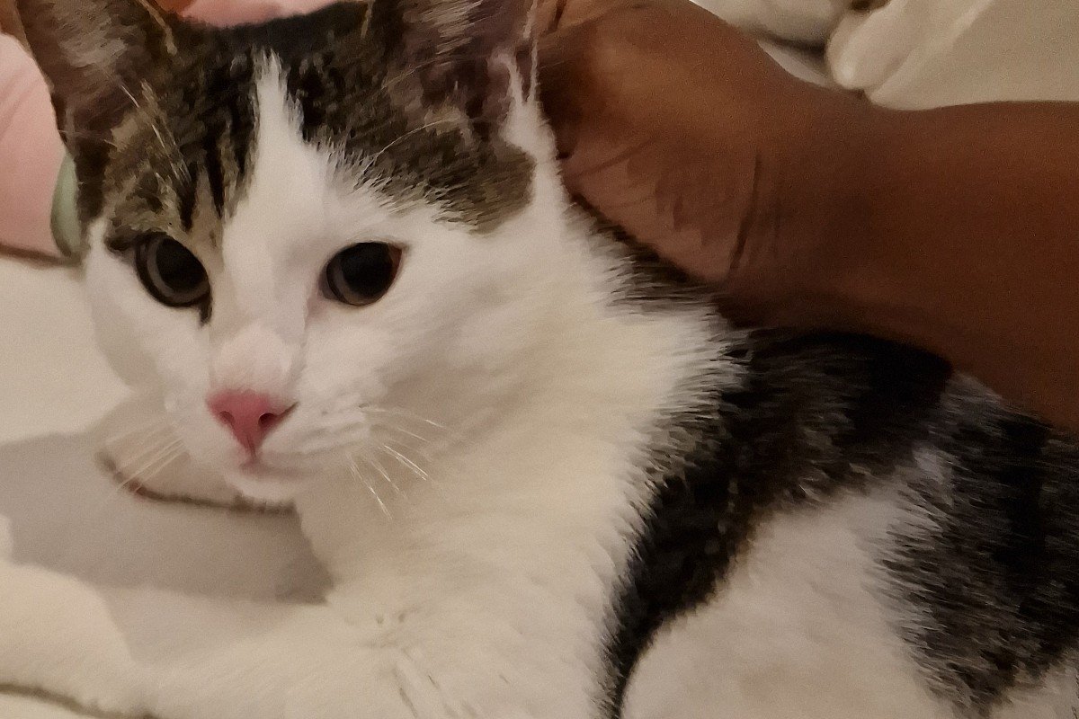Felix