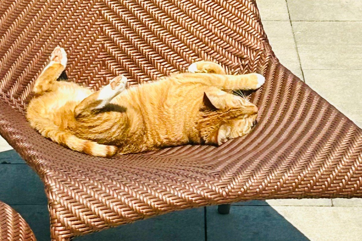 Simba
