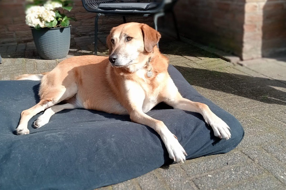 Doortje