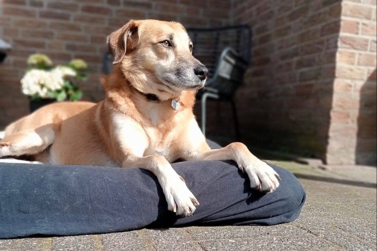 Doortje