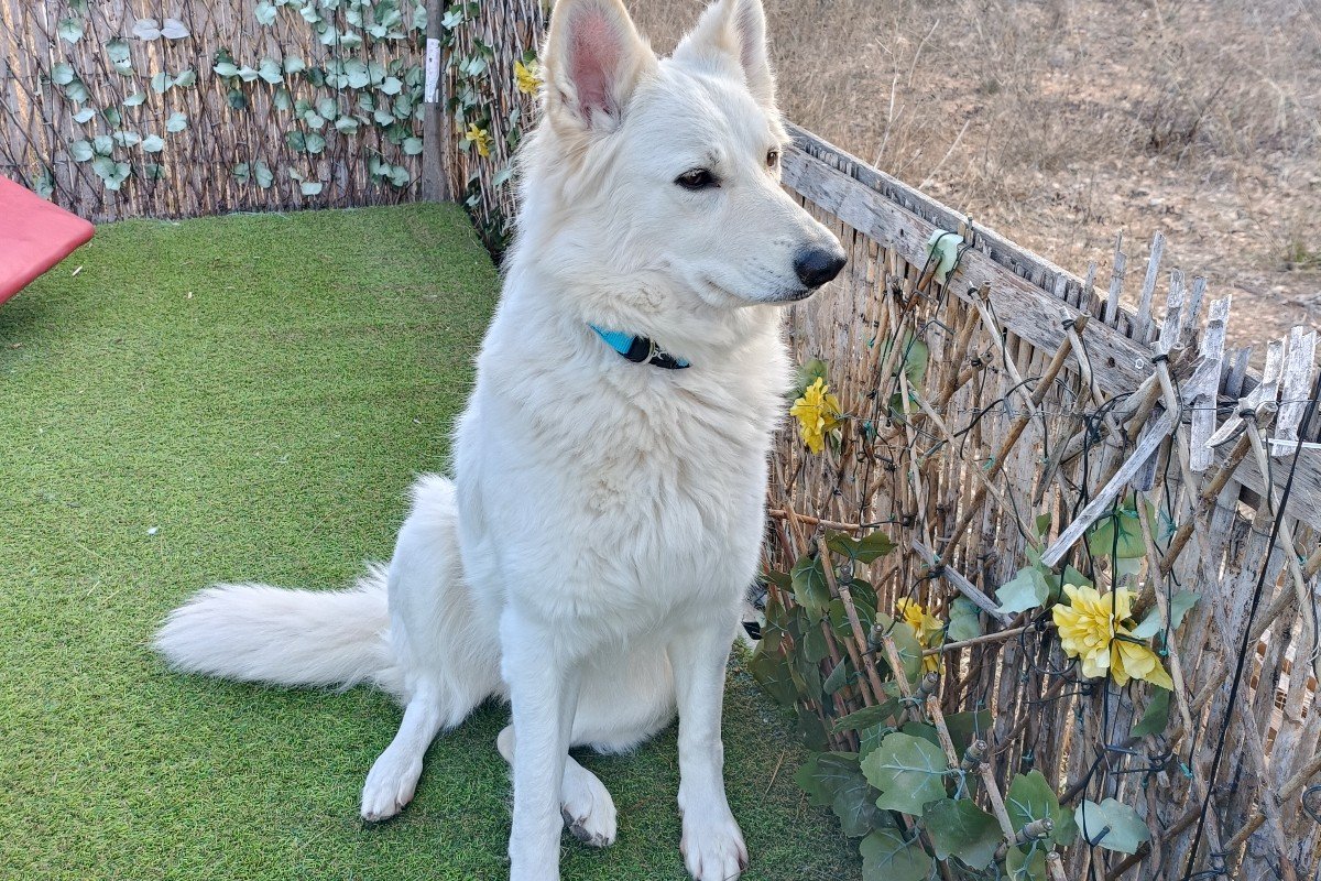 Aischa