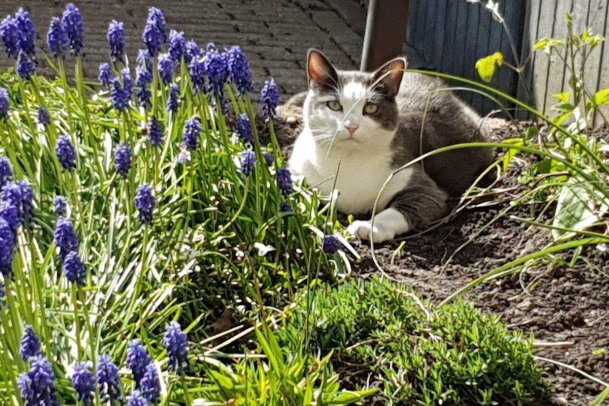Gijs