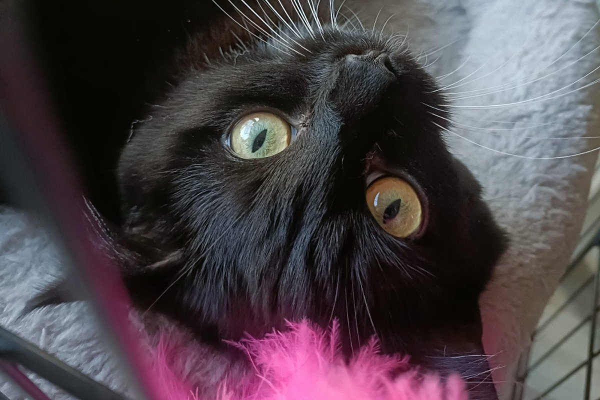 Nala