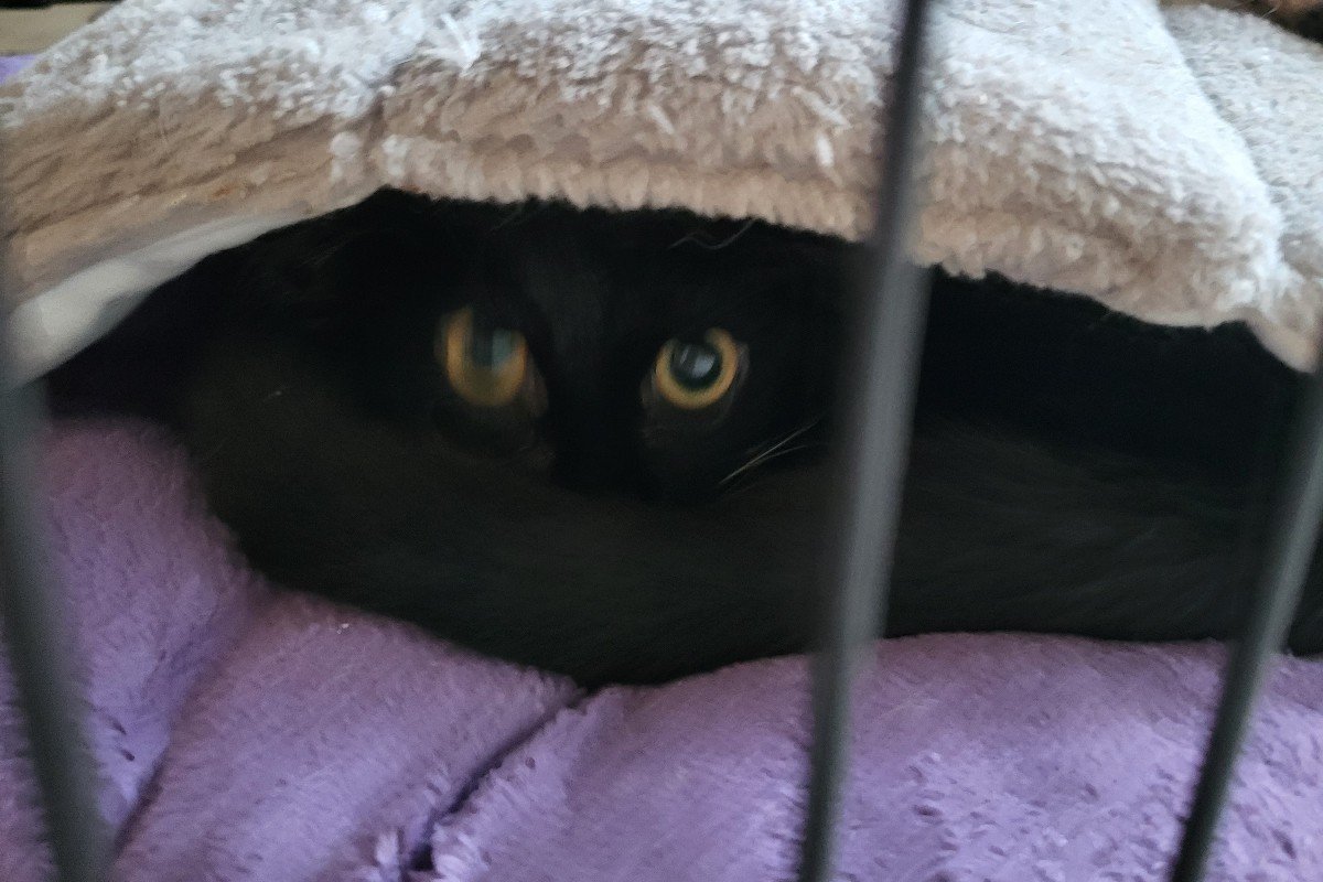Nala