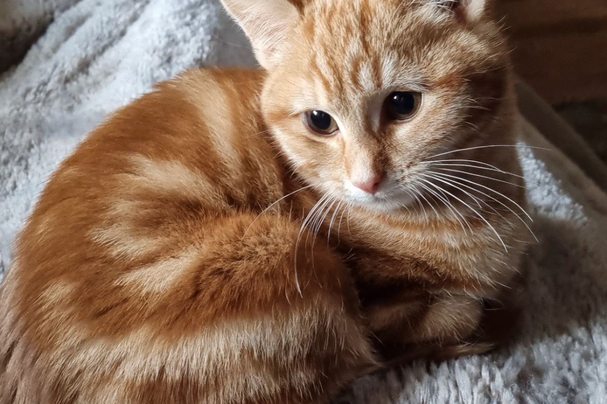 Nala