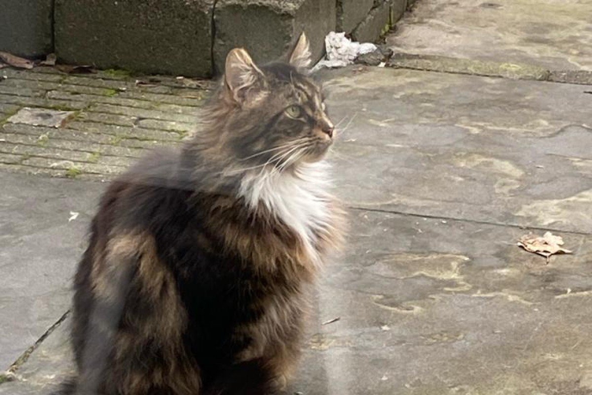 Bommel
