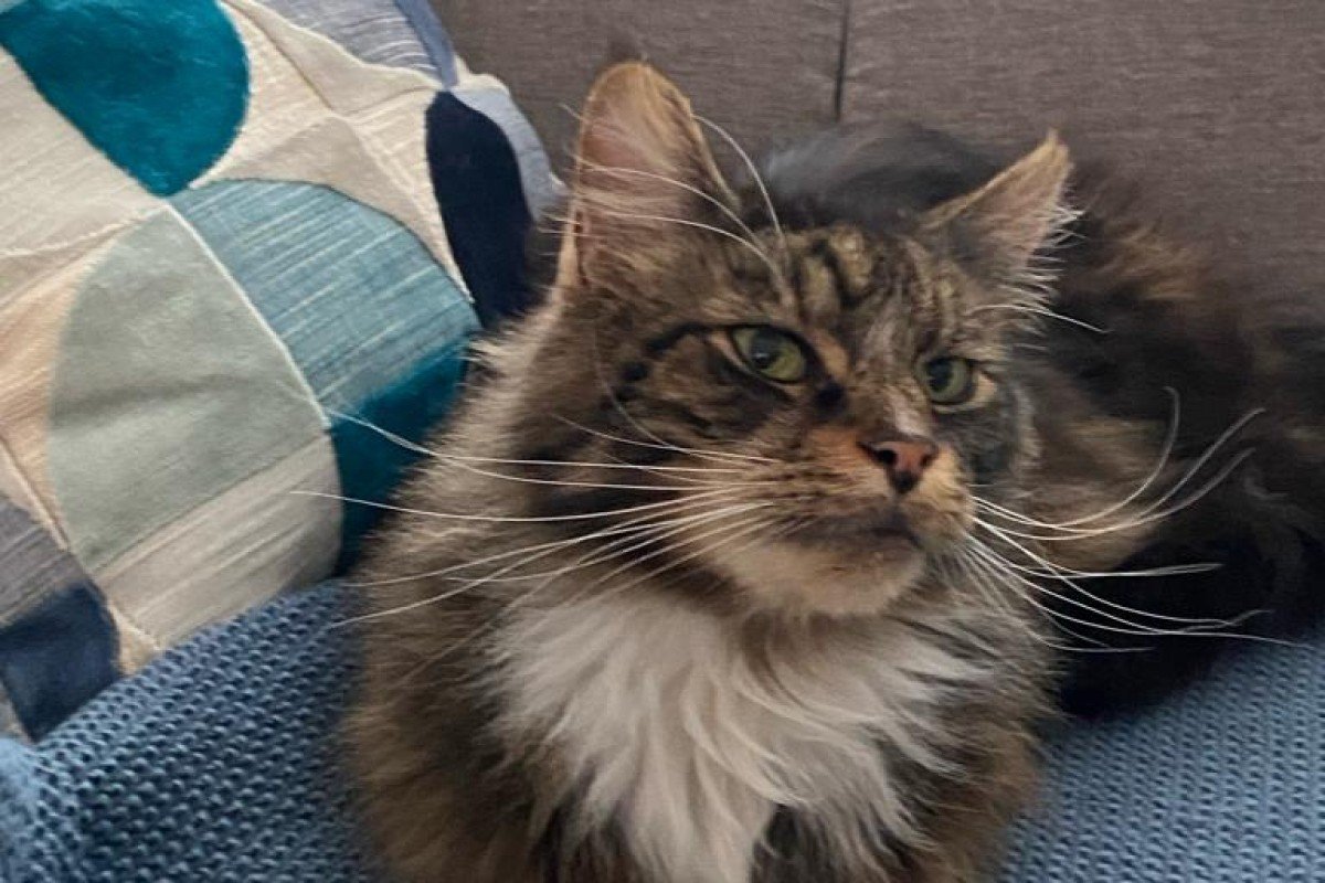 Bommel