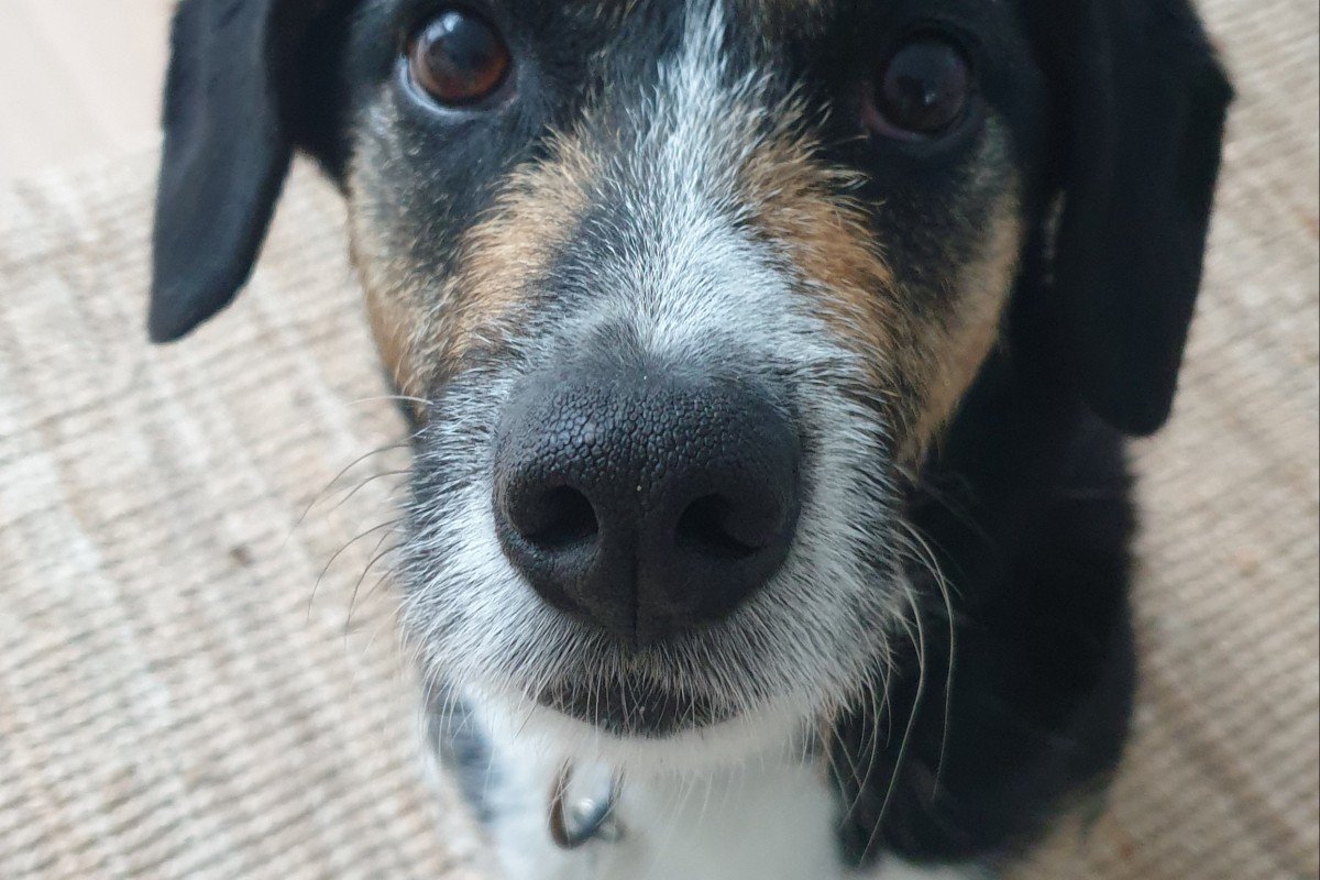 Lou