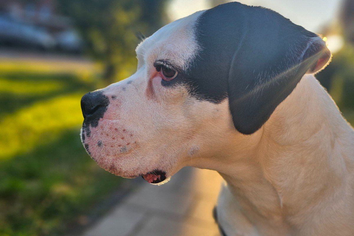 Chula