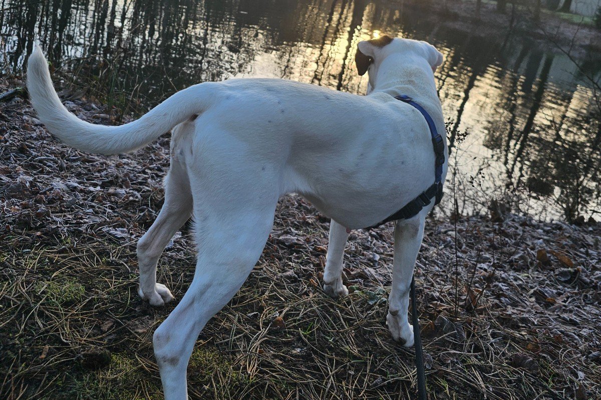 Chula