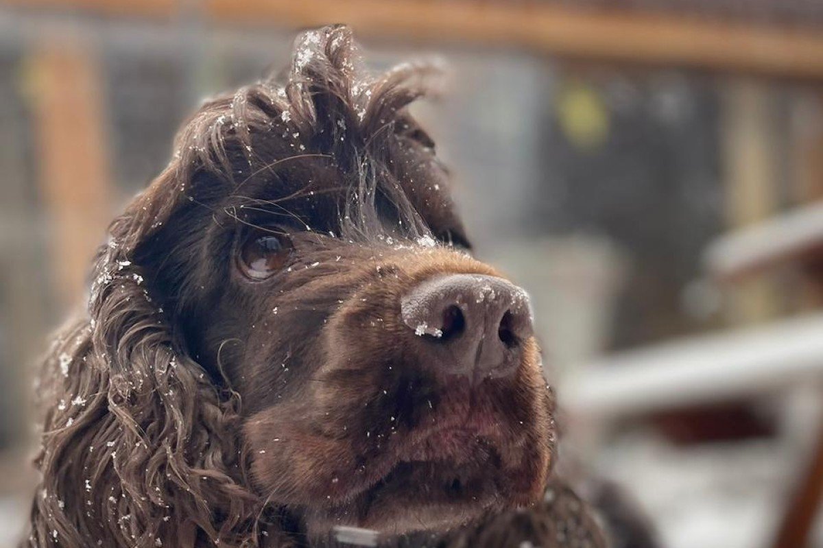 Loetje
