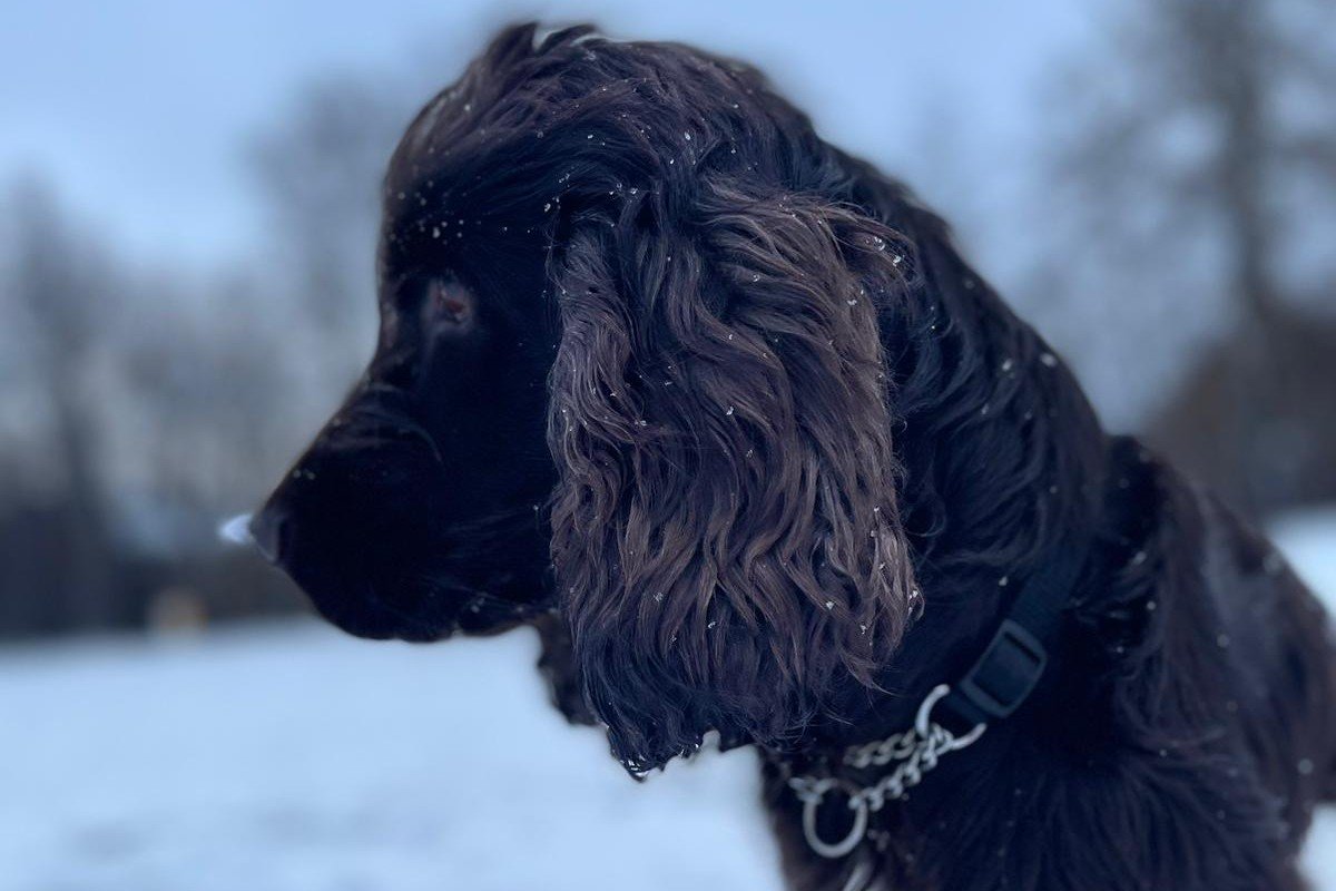 Loetje