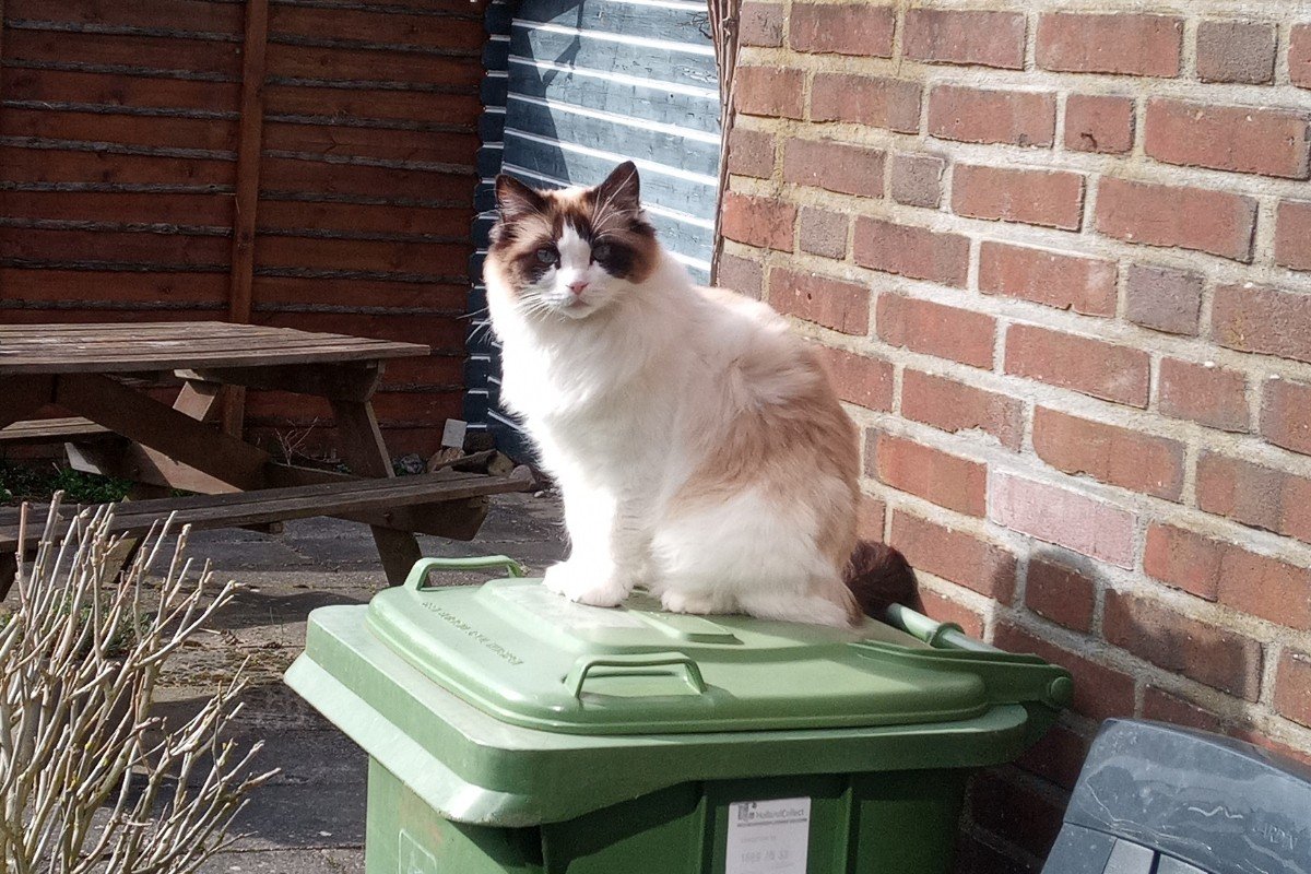 Oscar