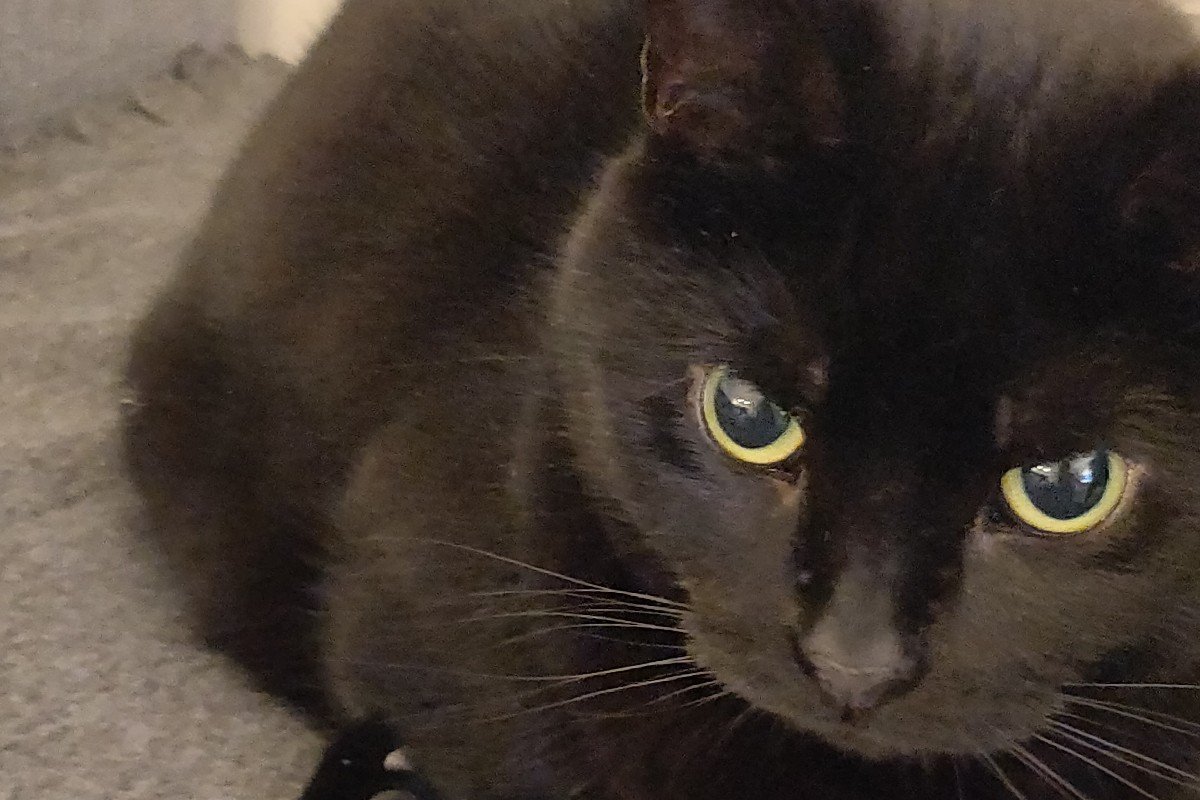 Miso