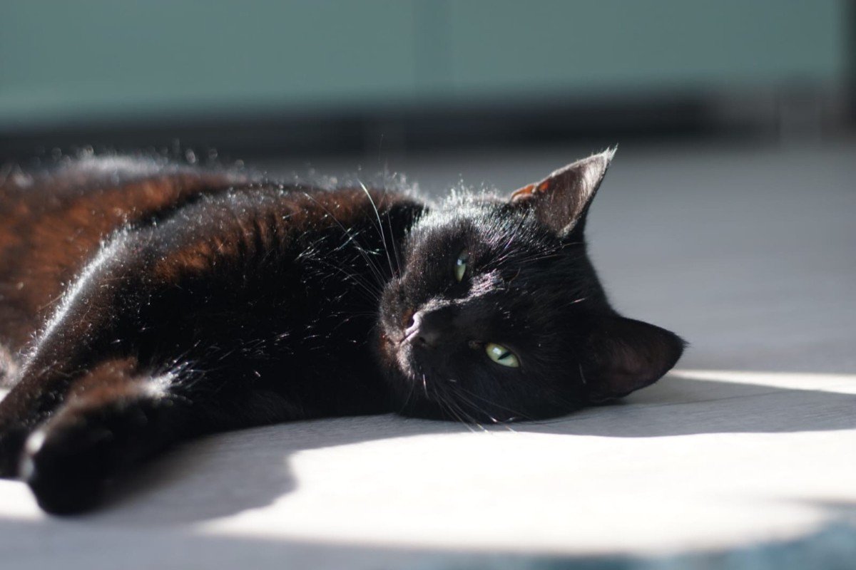 Miso