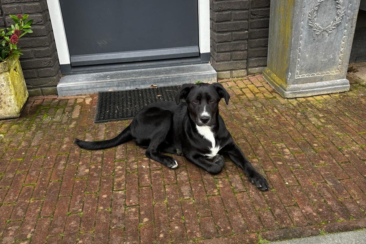 Zorro