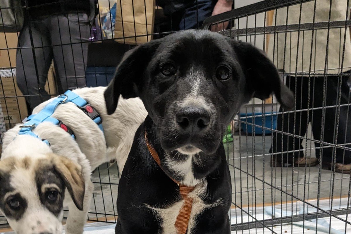 Zorro