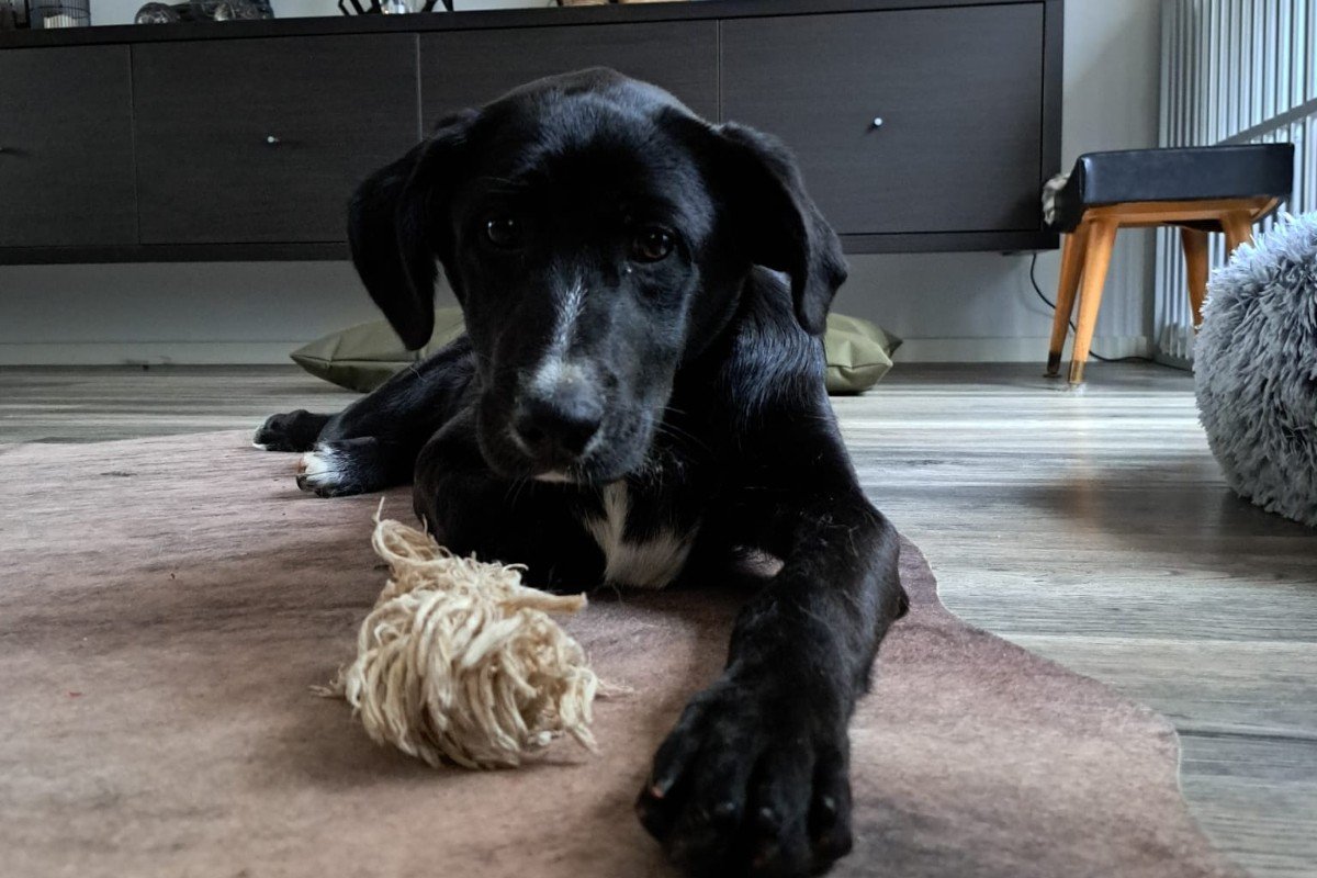 Zorro