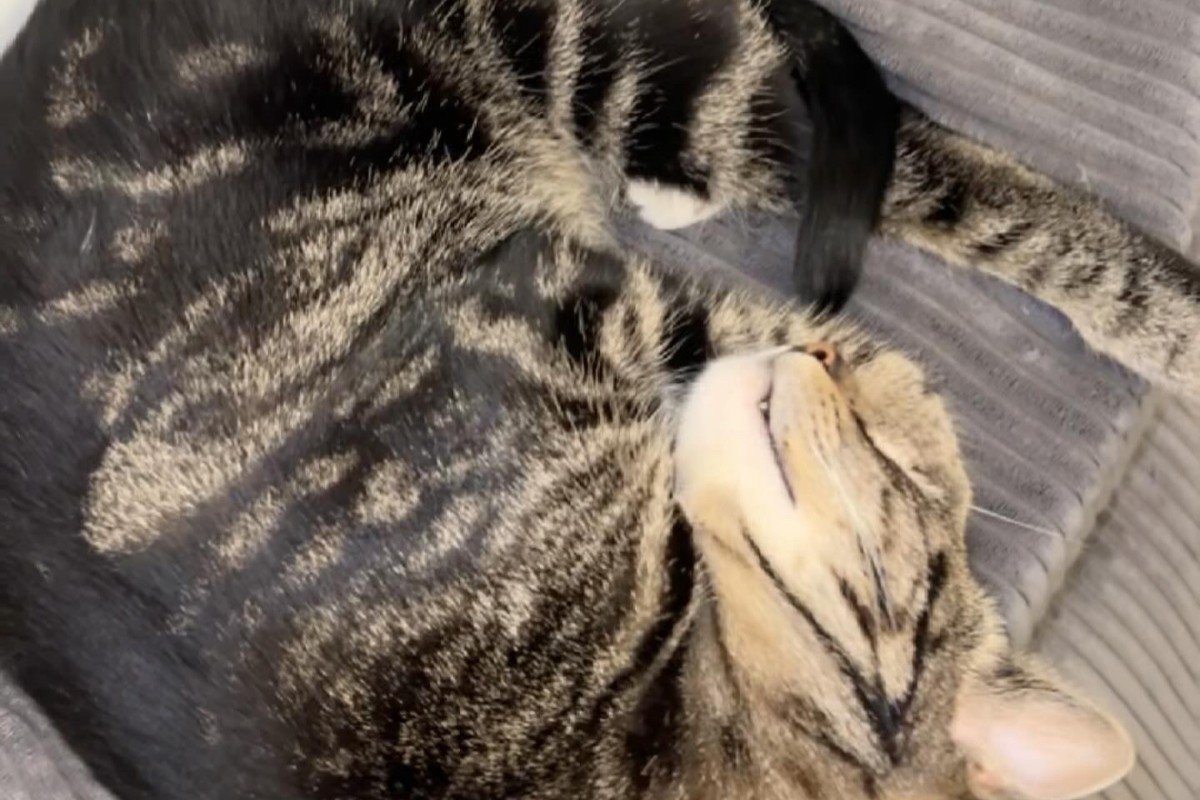 Mowgli