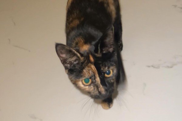 Bibi