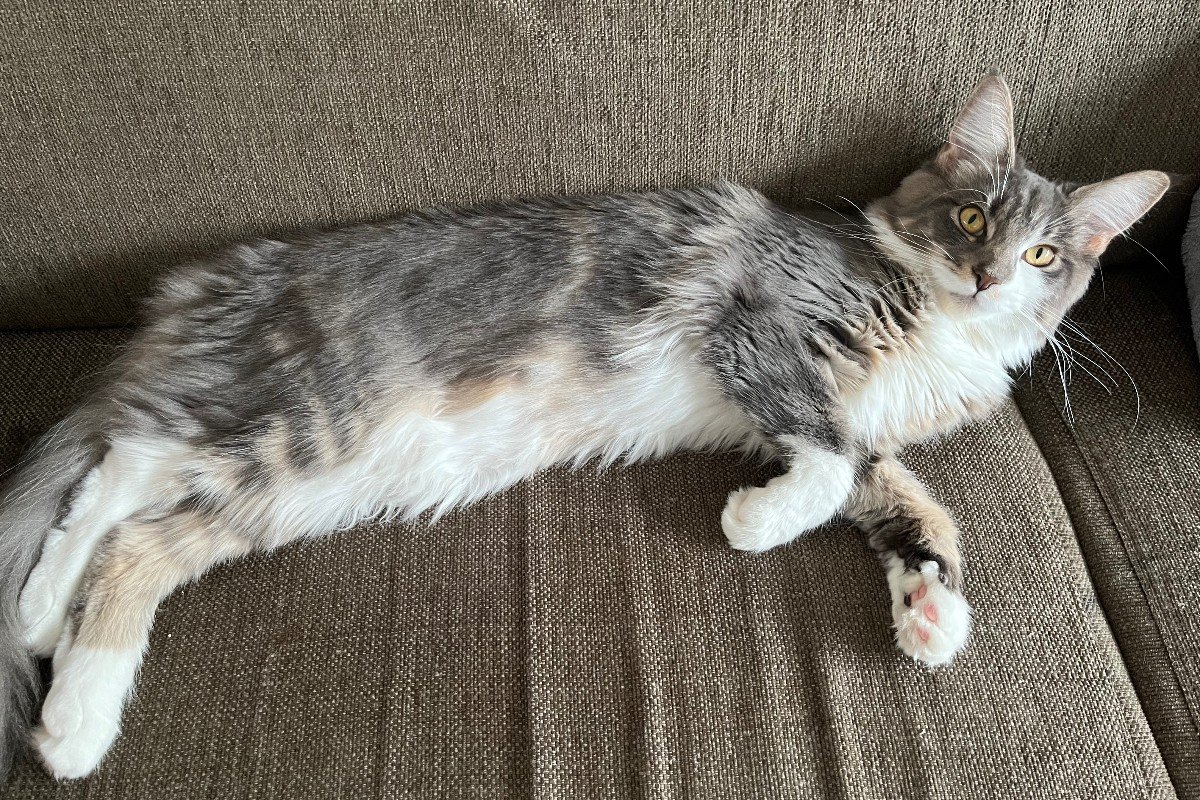 Freya