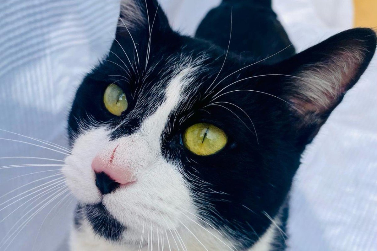 Archie