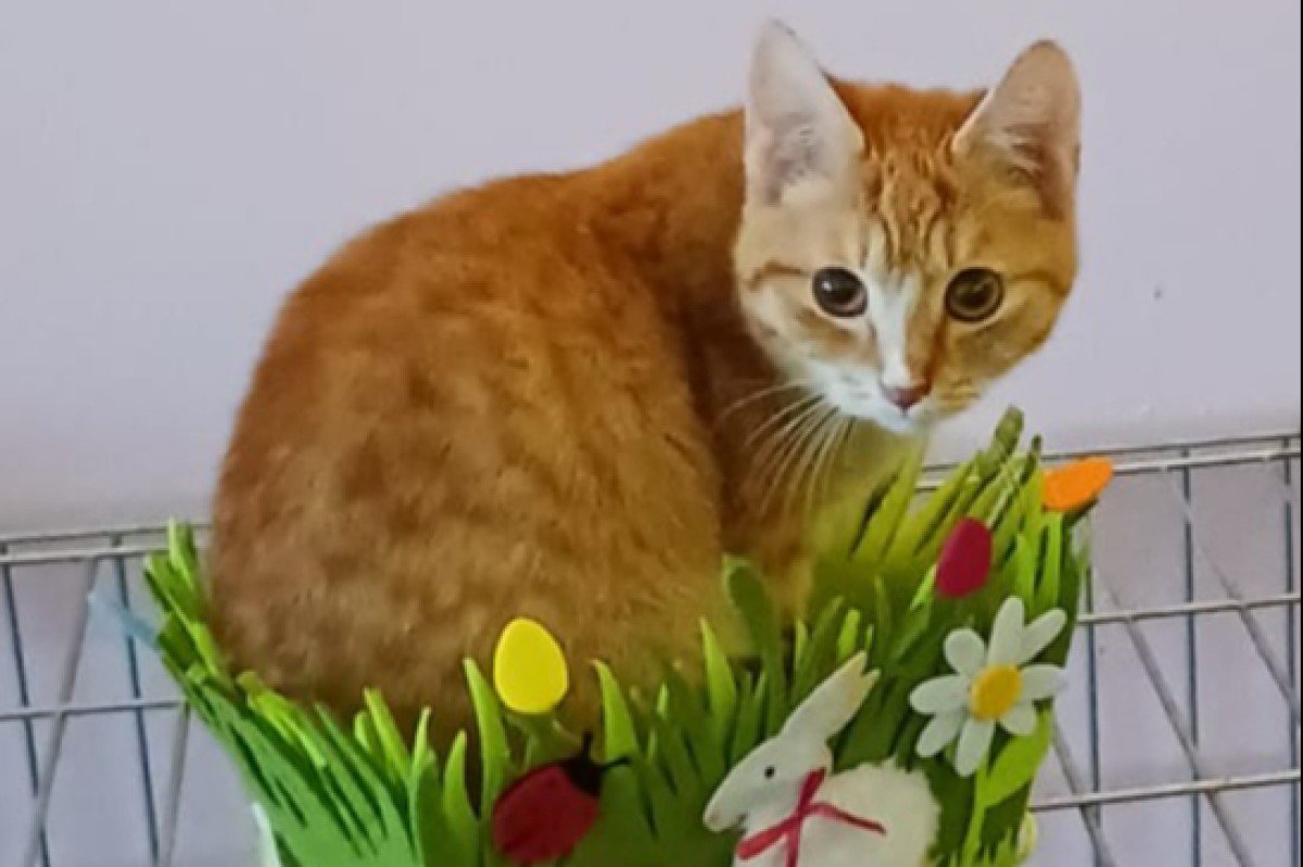 Garfield