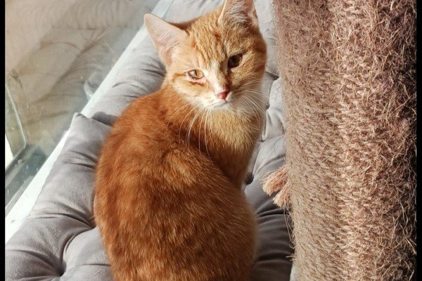 Garfield