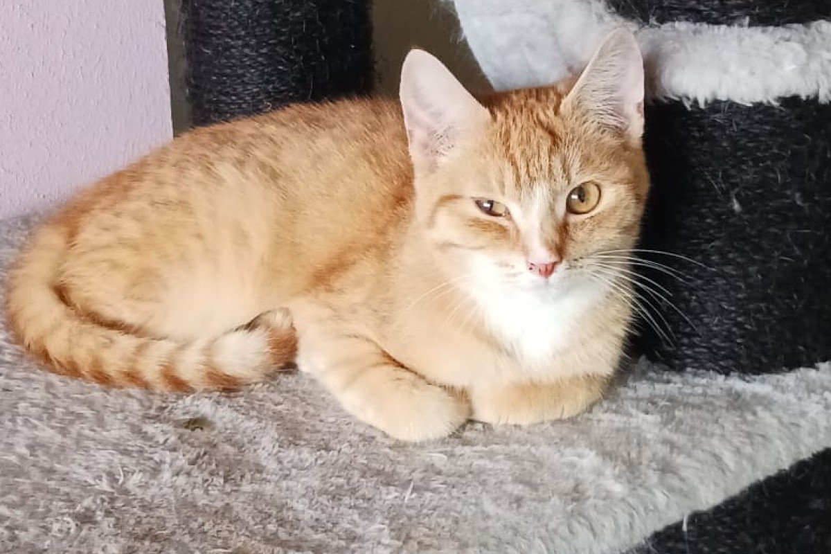 Garfield