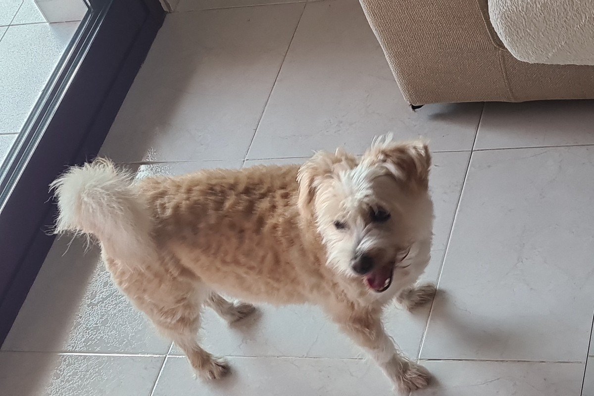 Lotje