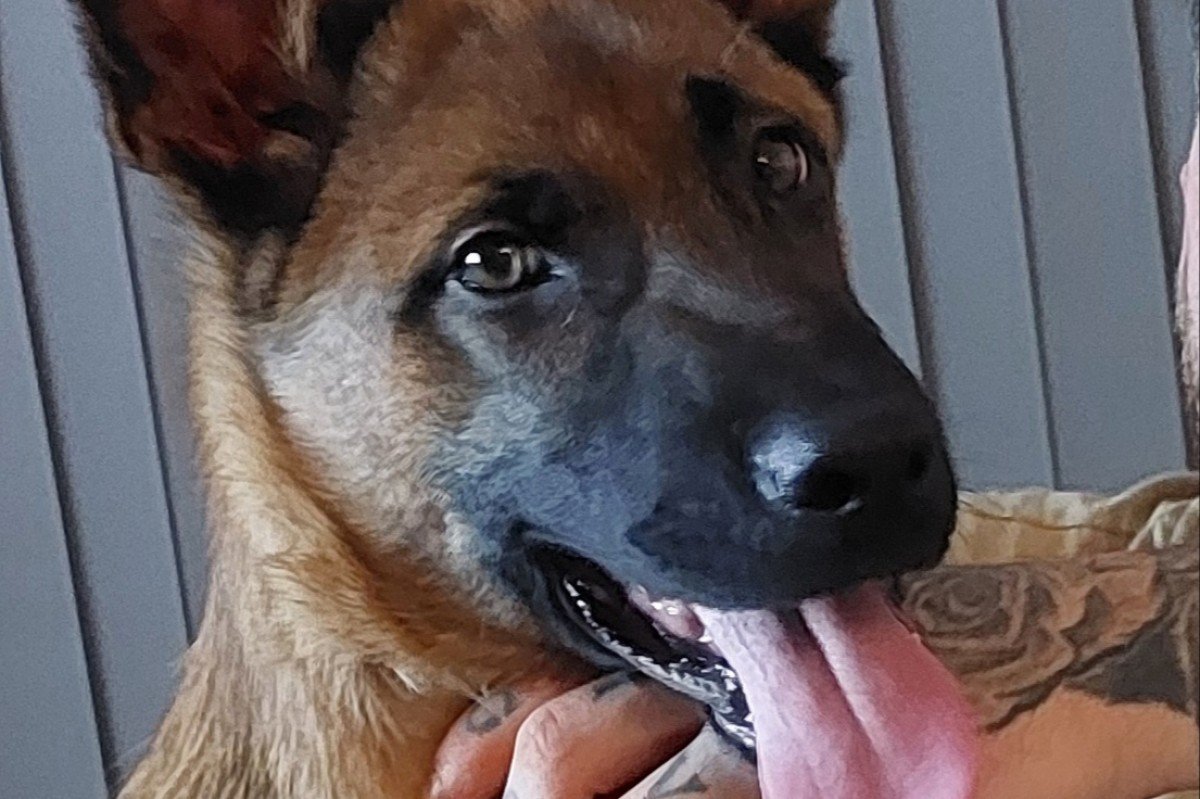 Koda