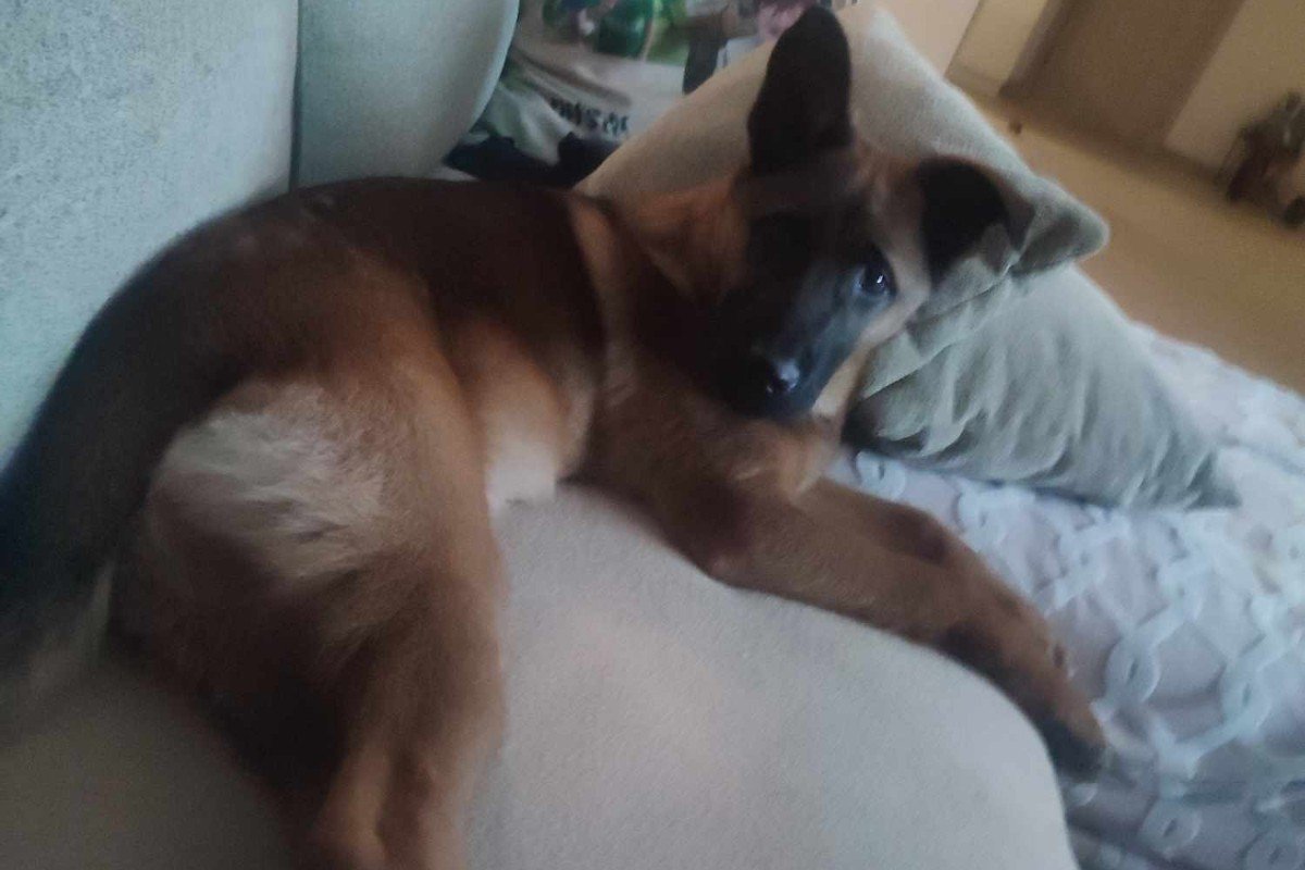 Koda