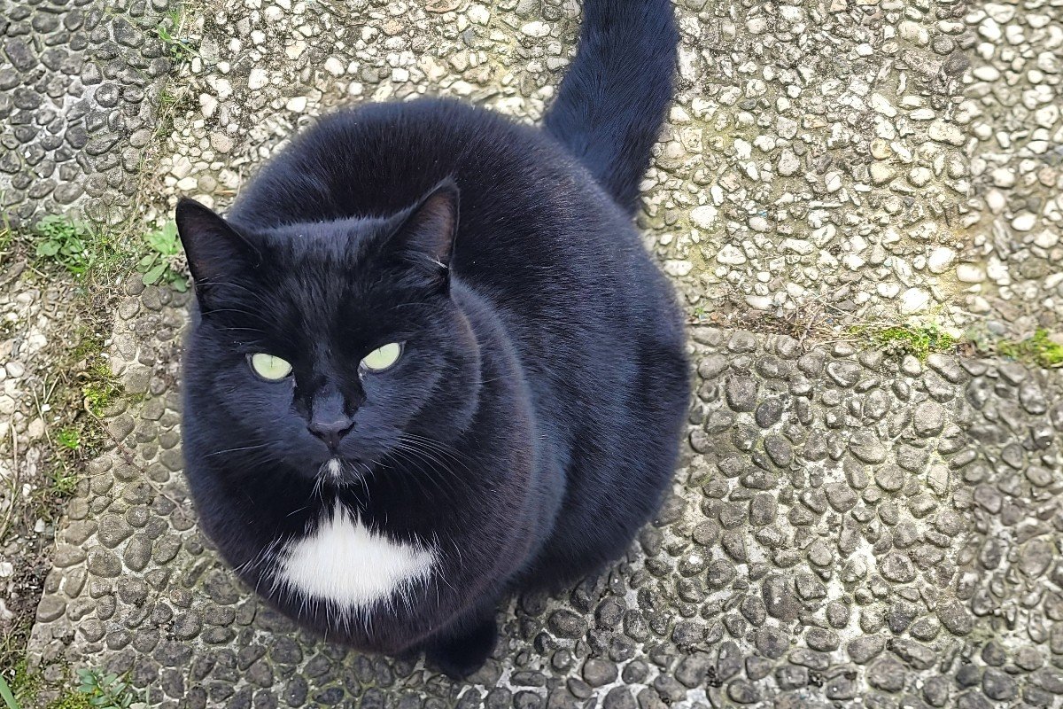 Ronja