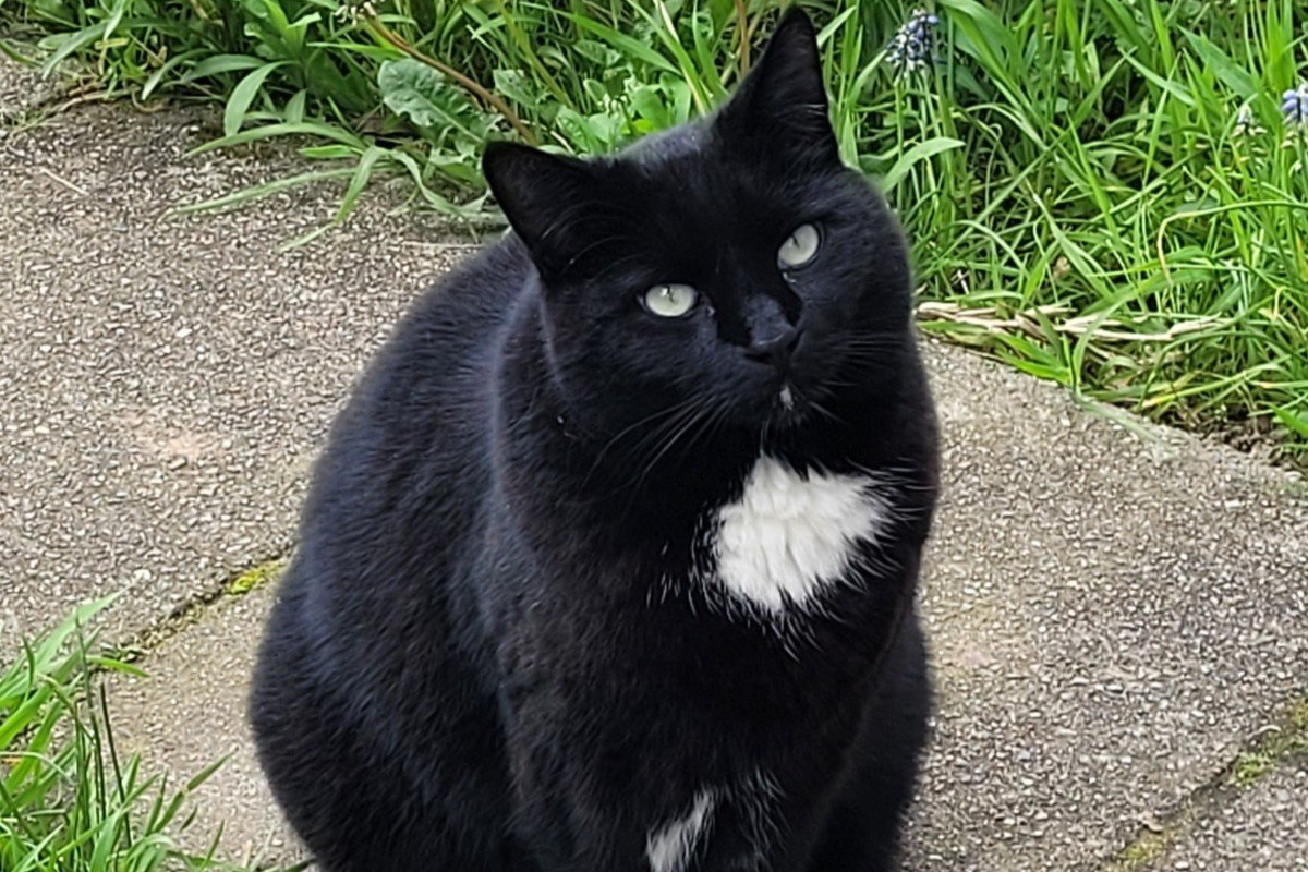 Ronja