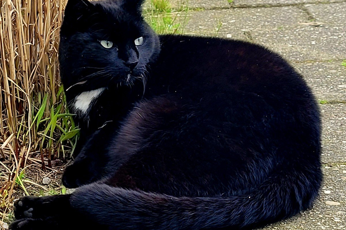 Ronja