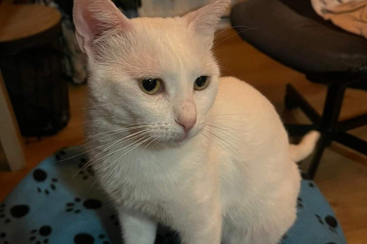 Gemma
