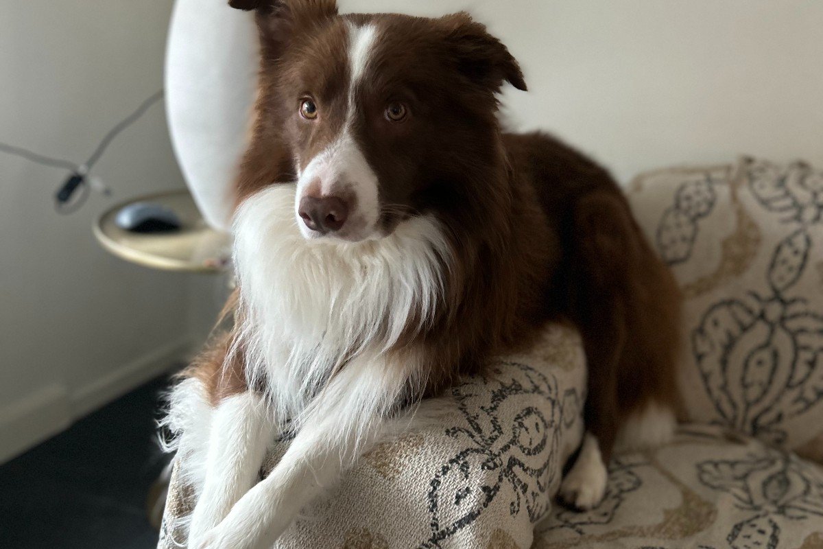 Bodhi
