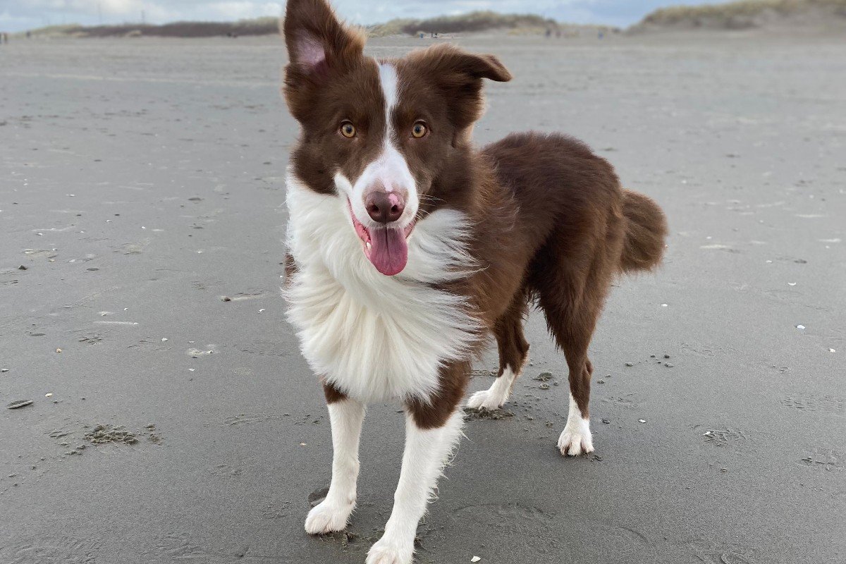 Bodhi