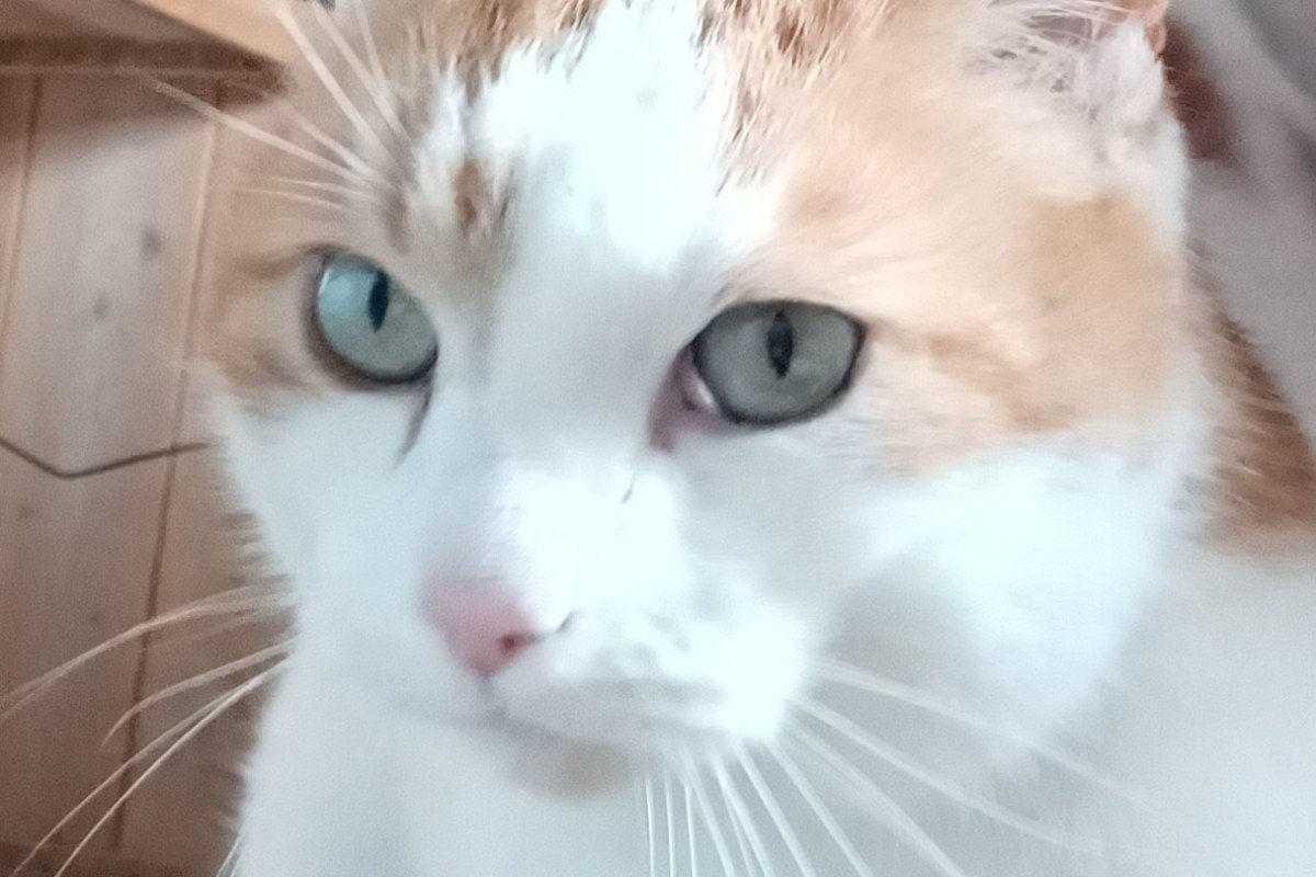 Bram