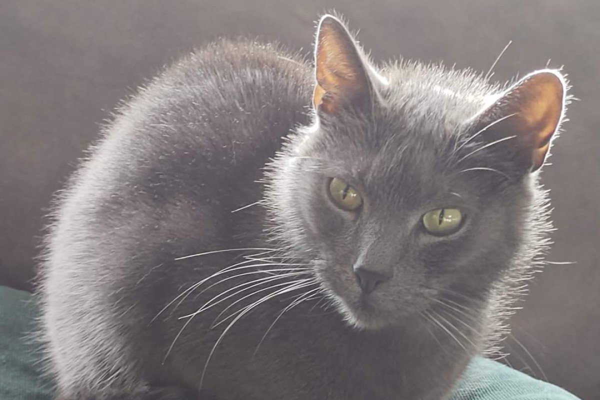 Zuko