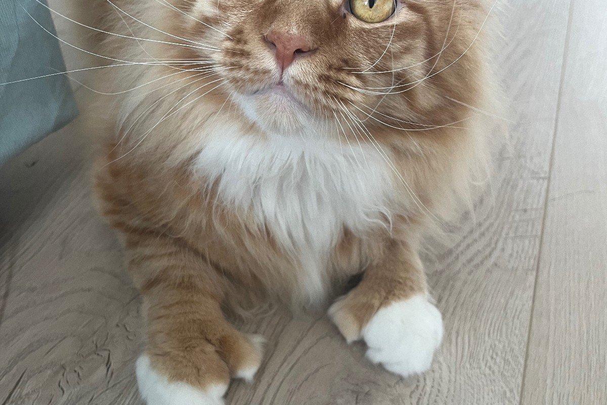 Tippy