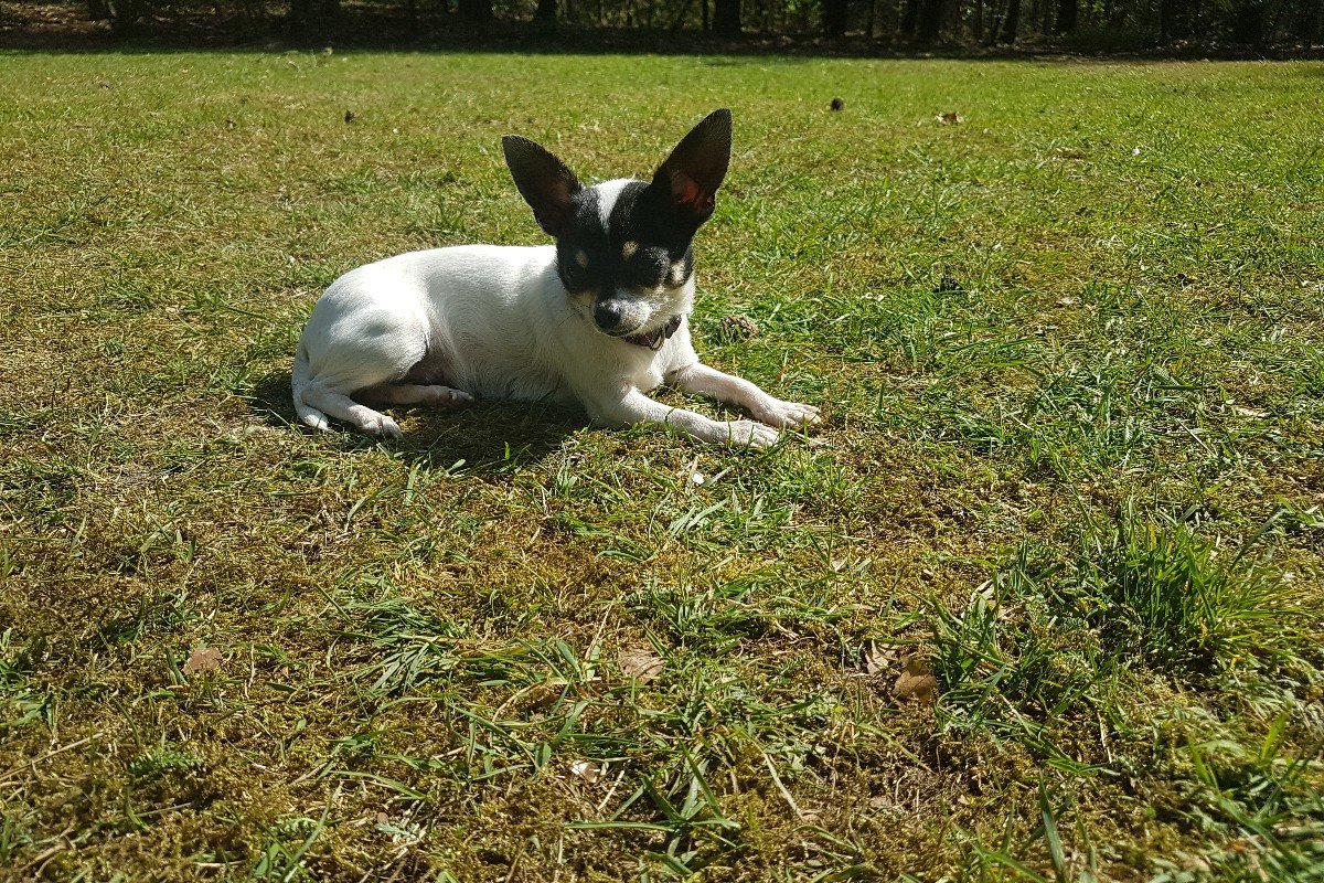 Fristi