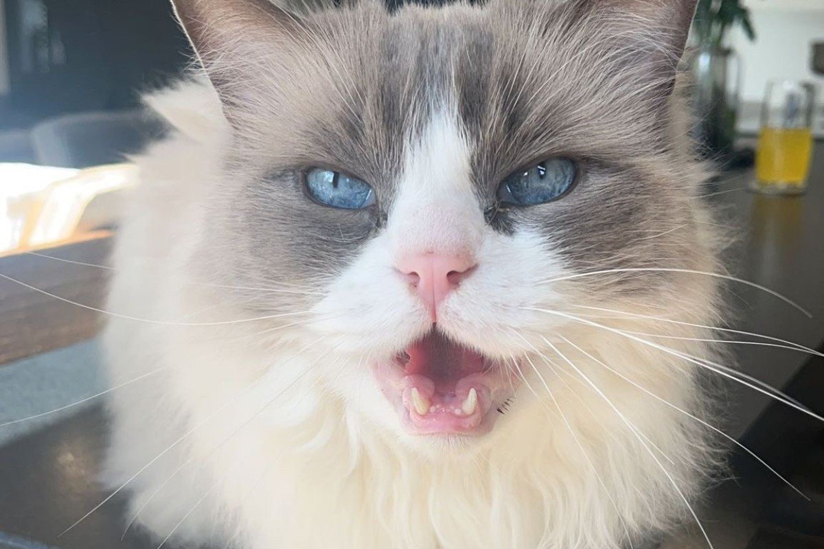 Semmie