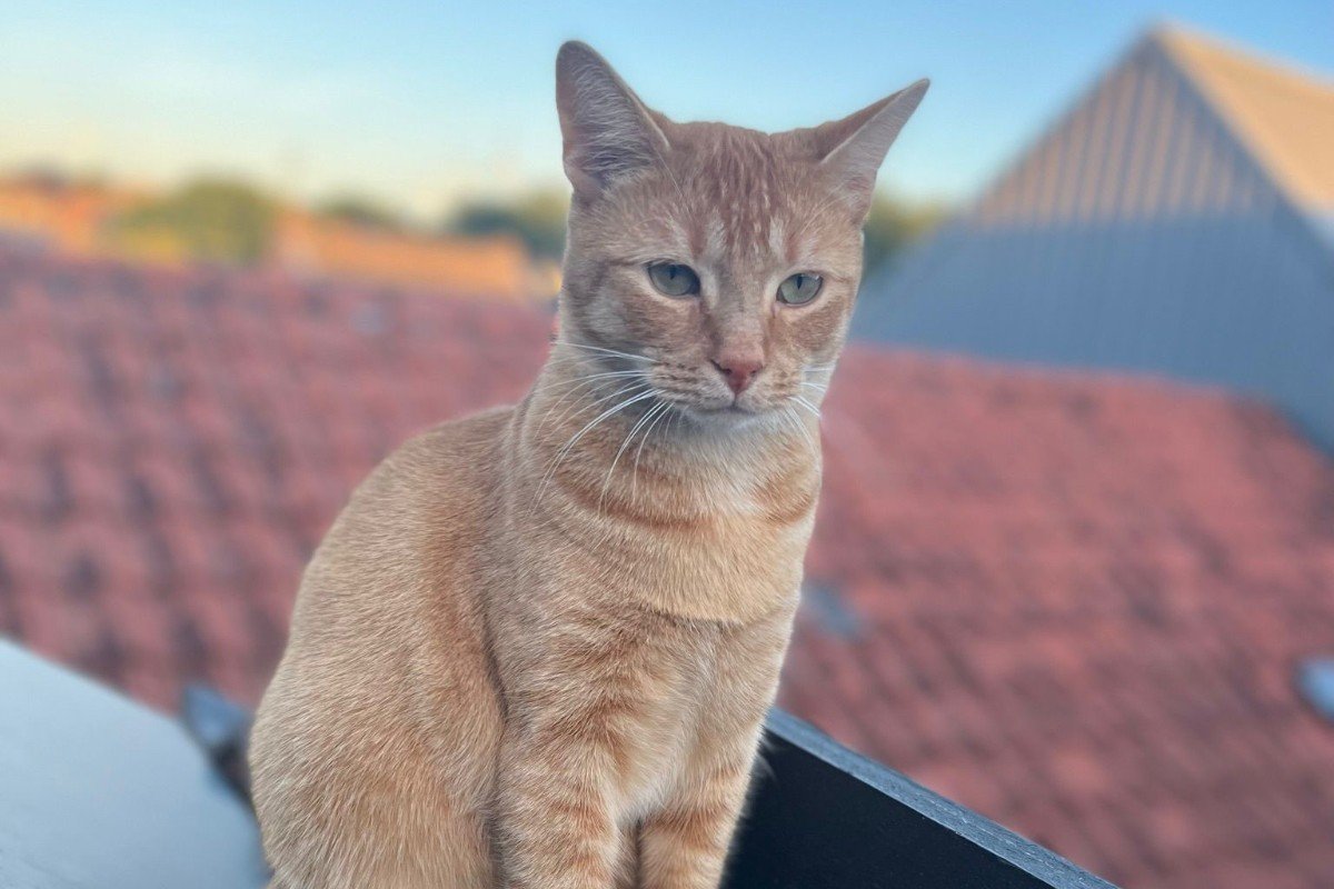 Simba