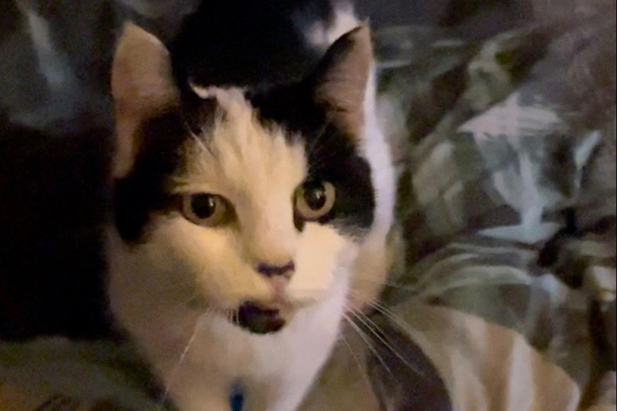 Lulu