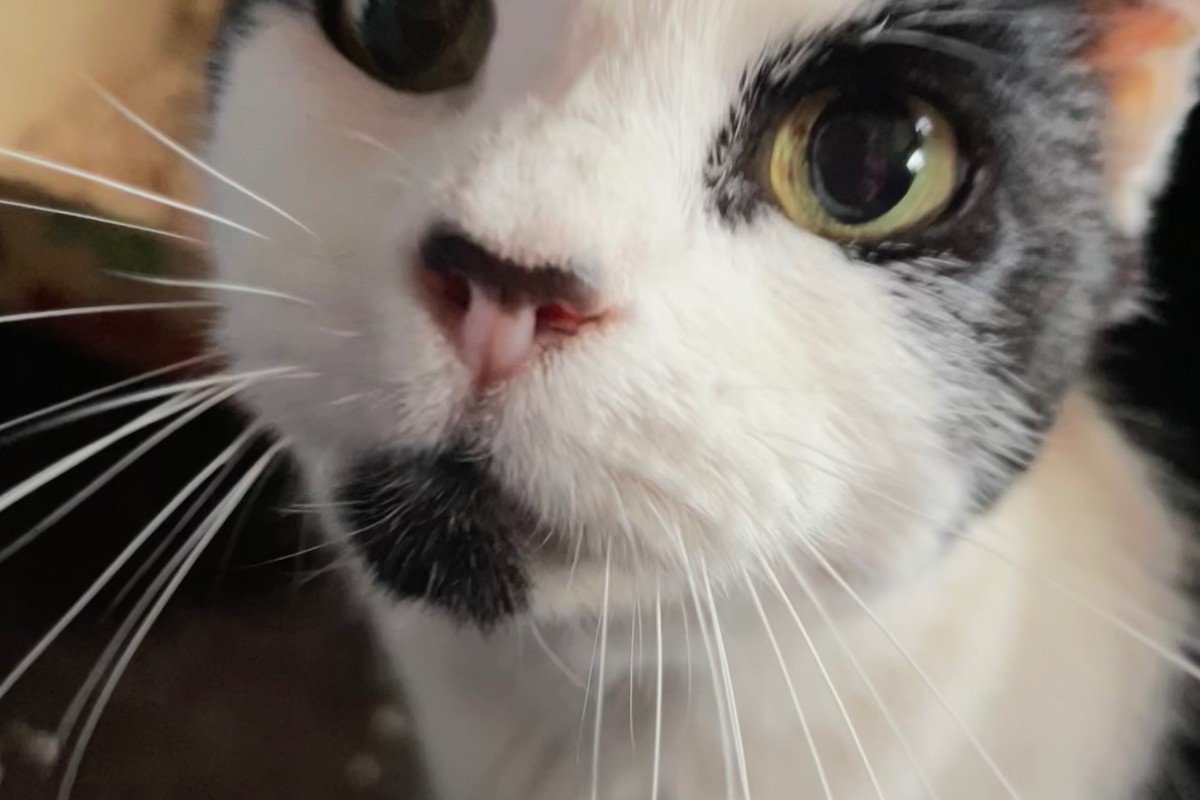 Lulu