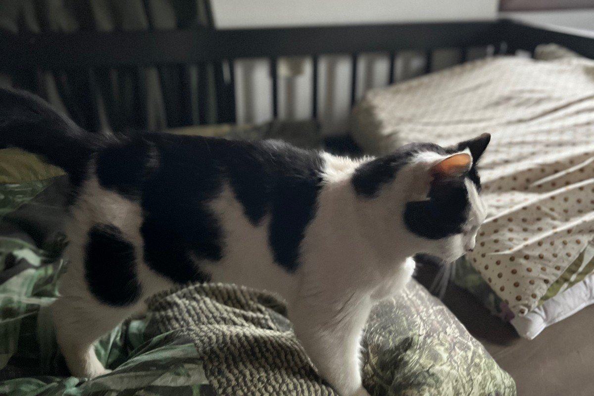Lulu
