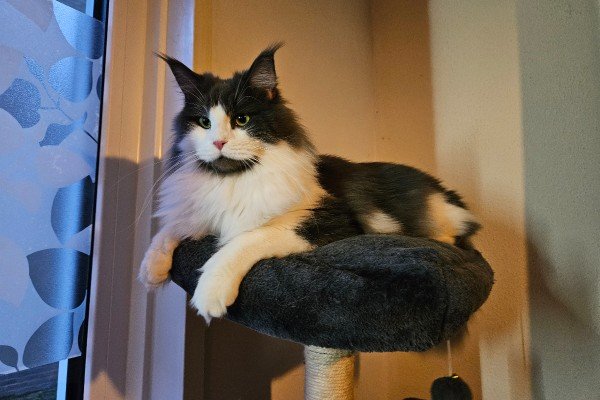 Freya