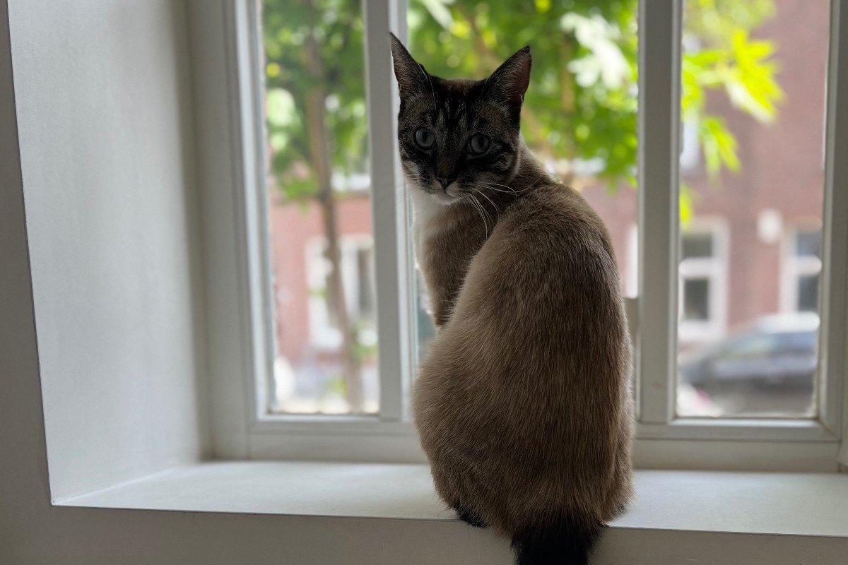 NIVI