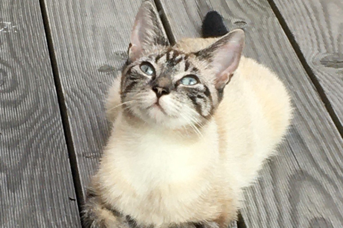 NIVI